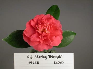 Camellia japonica 'Spring Triumph'