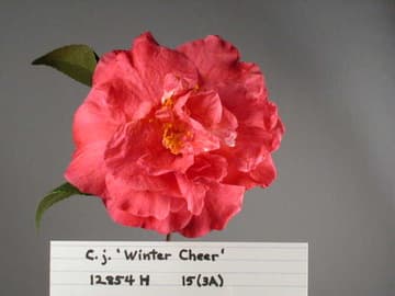 Camellia japonica 'Winter Cheer'