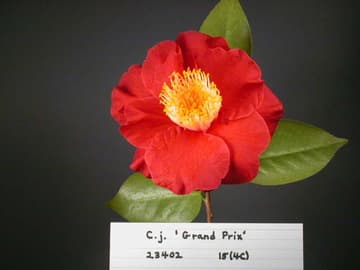 Camellia japonica 'Grand Prix'