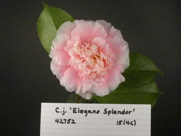Camellia japonica 'Elegans Splendor'