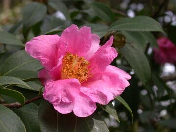 Camellia 'Carl Tourjé'