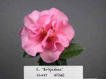 Camellia x williamsii 'Brigadoon'