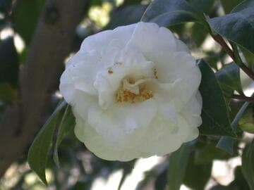 Camellia japonica 'Alba Superba (MG)'