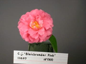 Camellia japonica 'Casablanca'