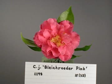 Camellia japonica 'Casablanca'