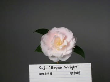 Camellia japonica 'Bryan Wright'