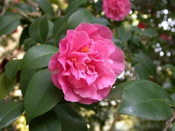 Camellia japonica 'Marie Bracey'