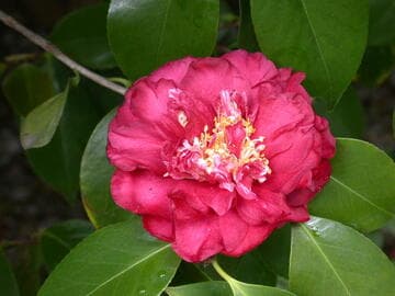 Camellia japonica 'Grand Sultan'
