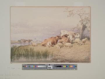 Cows and Sheep