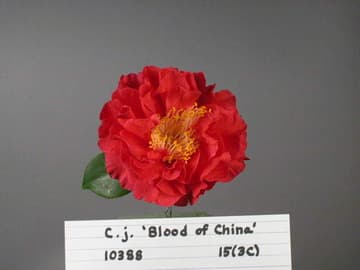 Camellia japonica 'Blood of China'