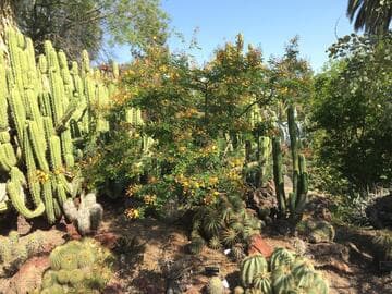 Caesalpinia [Sierra Sun®] = 'MNSTAMEPA'