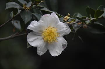 Camellia sasanqua 'Narumigata' (Narumi Bay)