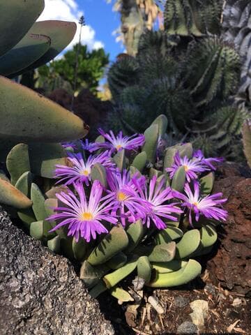 Cerochlamys pachyphylla