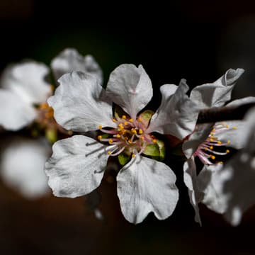 Prunus tomentosa 'Manchu Cherry'