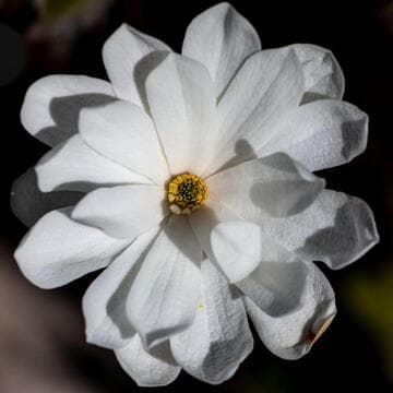 Magnolia stellata 'Royal Star'