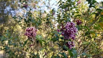 Cestrum diurnum x C. elegans