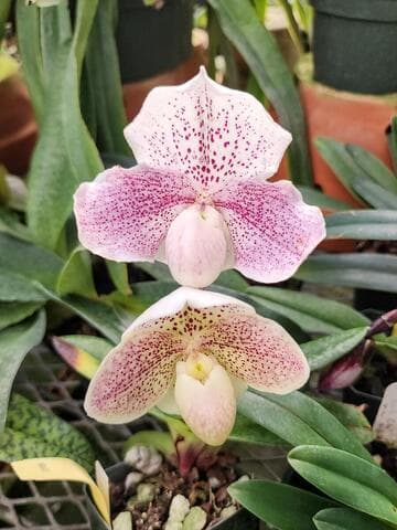 Paphiopedilum Greyi x Ivory Weltz