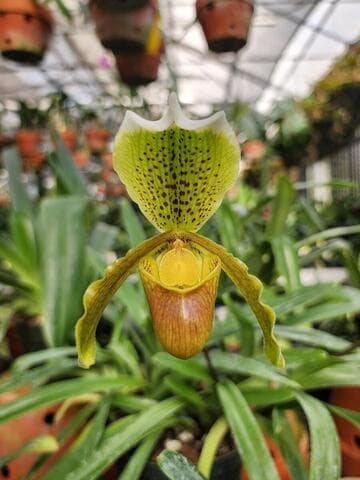 Paphiopedilum insigne