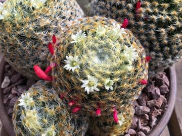 Mammillaria schiedeana