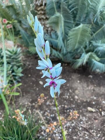 Ixia viridiflora