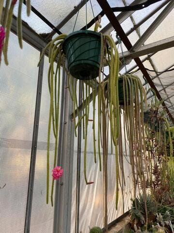 Disocactus flagelliformis