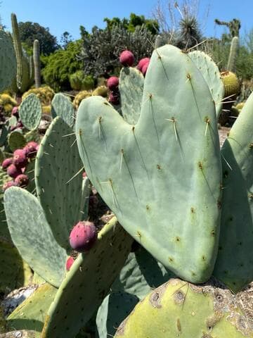 Opuntia robusta