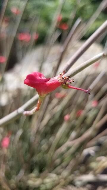 Pedilanthus cymbiferus