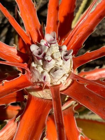 Bromelia balansae 'Variegata'