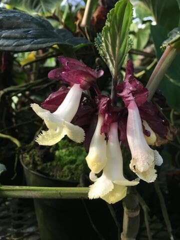 Drymonia turrialvae