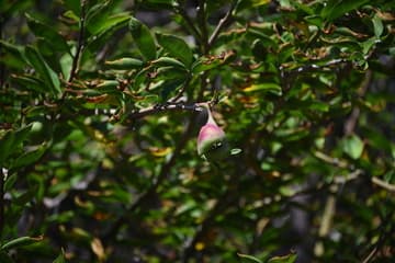 Pereskia grandifolia