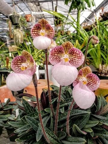 Paphiopedilum micranthum 'Huntington's Perfection'