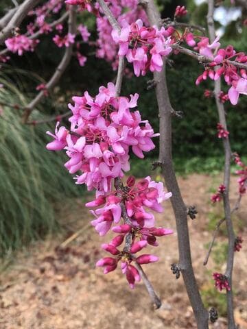 Cercis occidentalis