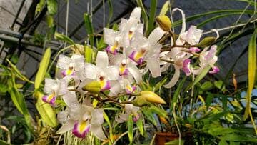 Laelia albida 'Blue Boy'