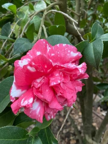 Camellia japonica 'Daikagura' (Great Sacred Dance)