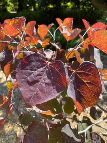 Cercis canadensis [Black Pearl] = 'Jn16'