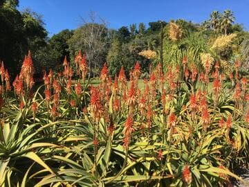 Aloe 'Pink Perfection'
