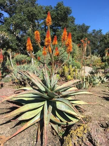 Aloe 'David Verity' x A. 'Marlothrask'