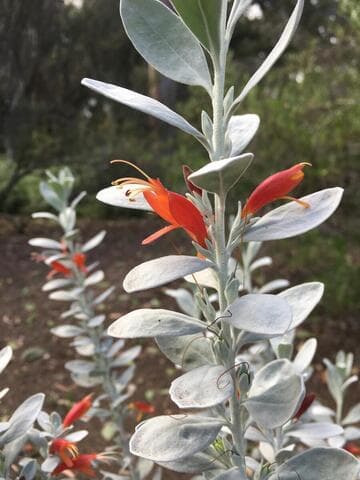 Eremophila glabra 'Fire and Ice'