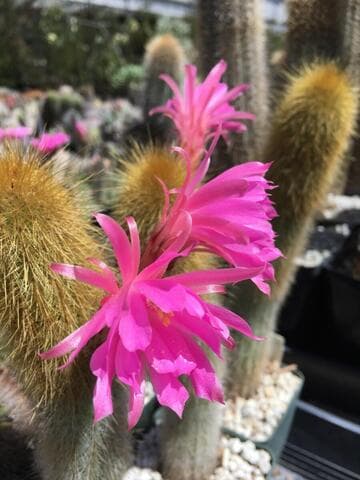 Borzicactus icosagonus ssp. icosagonus