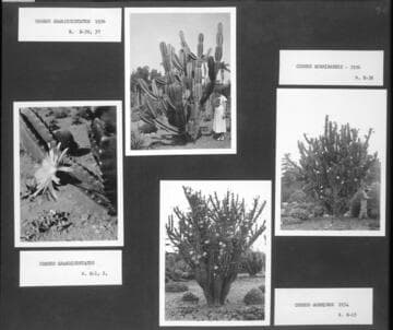 Desert garden views of four cereus specimens
