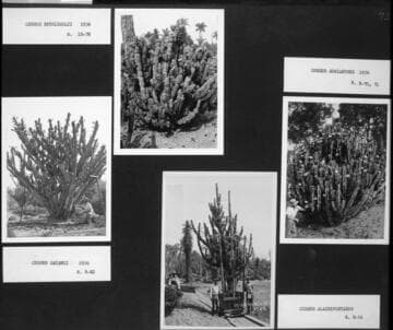 Desert garden views of four different cereus specimens