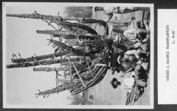 Cereus x dayamii transplanting