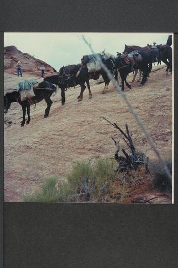 Stock down slick rock between Bald Rock Creek and Nasja Creek