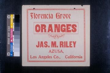 Florencia grove oranges