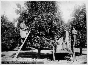 Orange picking at W. B. Russell's, Riverside