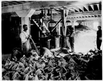 Weighing and sacking sugar