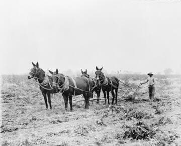 Gathering sugar beets by special plow