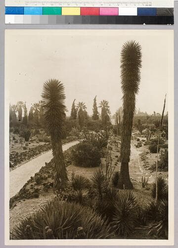 Desert garden, general view, circa 1930