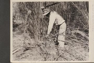 Clearing brush to get to a few remaining parts of the hull of the "Explorer"