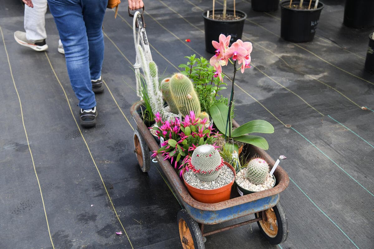 A person tows a small cart on wheels that is filled with plants.